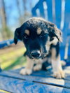 Kia Oct 25 - A Zaire Pup - Photo 3