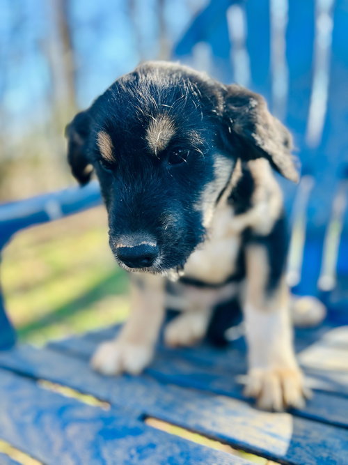 KIA OCT 25 - A ZAIRE PUP - Australian Shepherd available for adoption