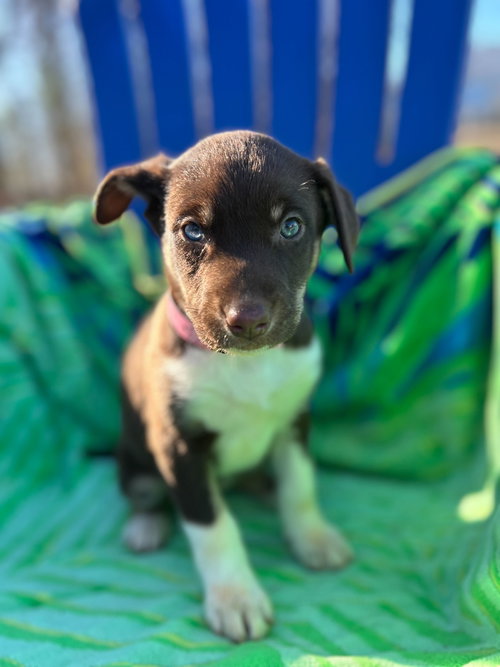 HARLEY OCT 25 - A ZAIRE PUP - Australian Shepherd available for adoption