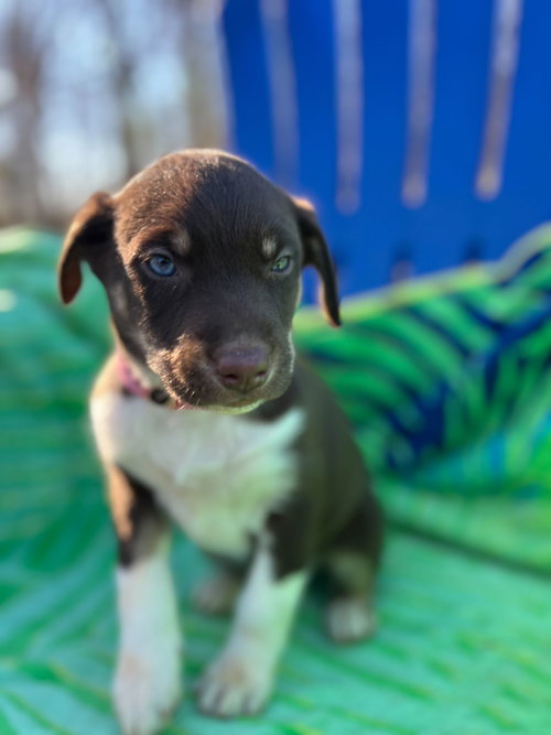 HARLEY OCT 25 - A ZAIRE PUP - Australian Shepherd available for adoption