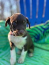 Harley Oct 25 - A Zaire Pup - Photo 3