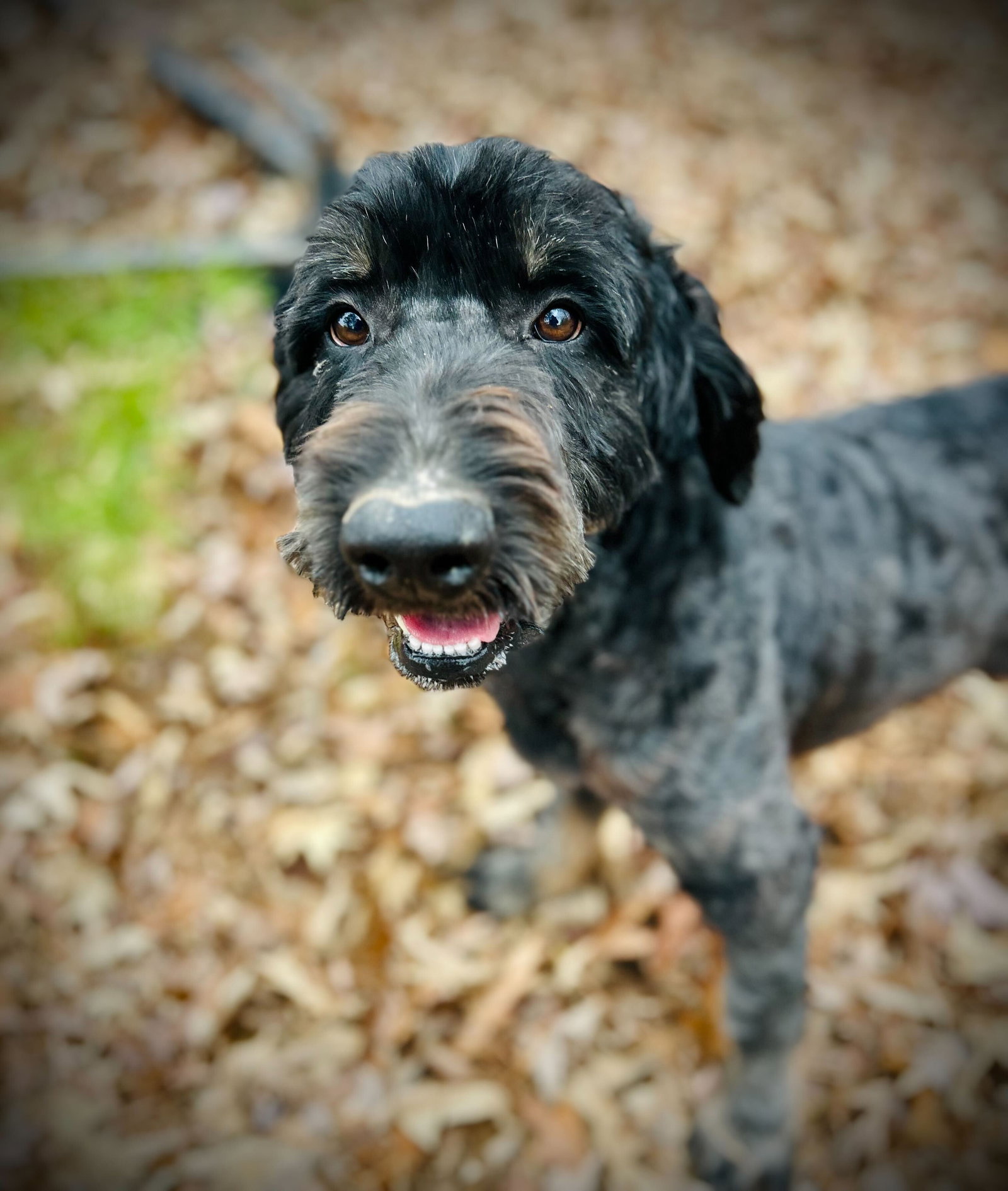 <strong> Petey Nov 25</strong> <br/> <small>Poodle (Standard) / Bernese Mountain Dog / Mixed (medium coat)</small>