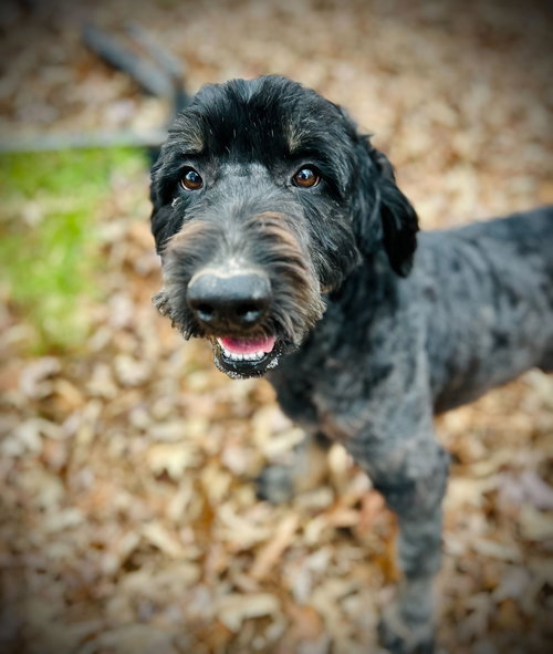 PETEY NOV 25 - Poodle (Standard) / Bernese Mountain Dog available for adoption