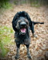 Petey Nov 25 - Photo 2