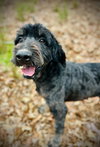 Petey Nov 25 - Photo 3