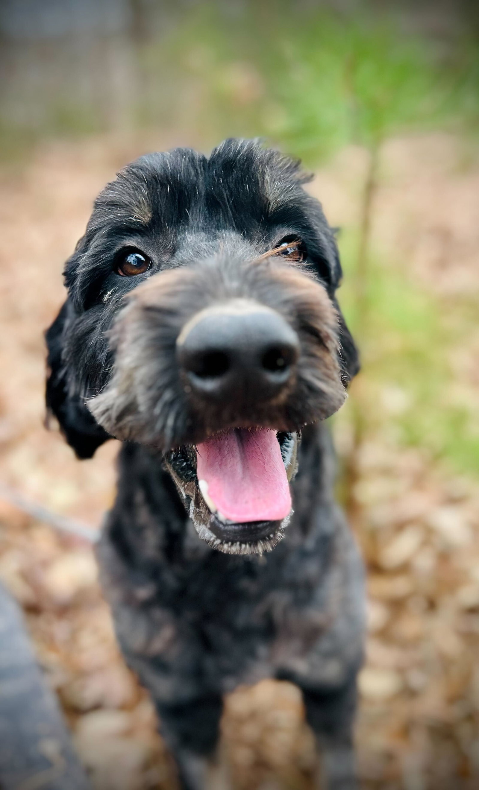 Dog Image