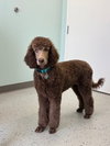 Penelope "Penny" Nov 25 - Photo 2