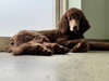 Penelope "Penny" Nov 25 - Photo 3