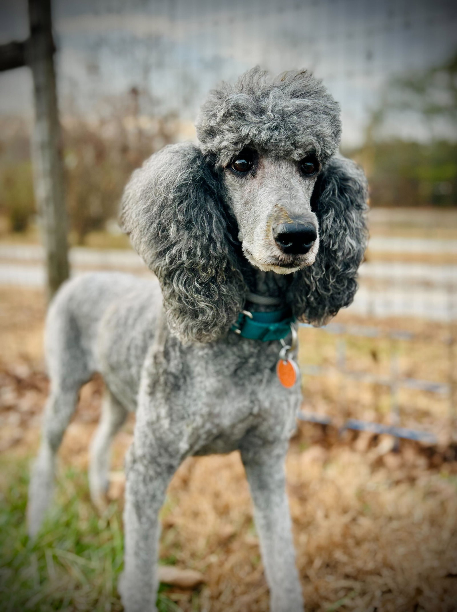 Photo 7 of 8 — Fancy Nov 25
