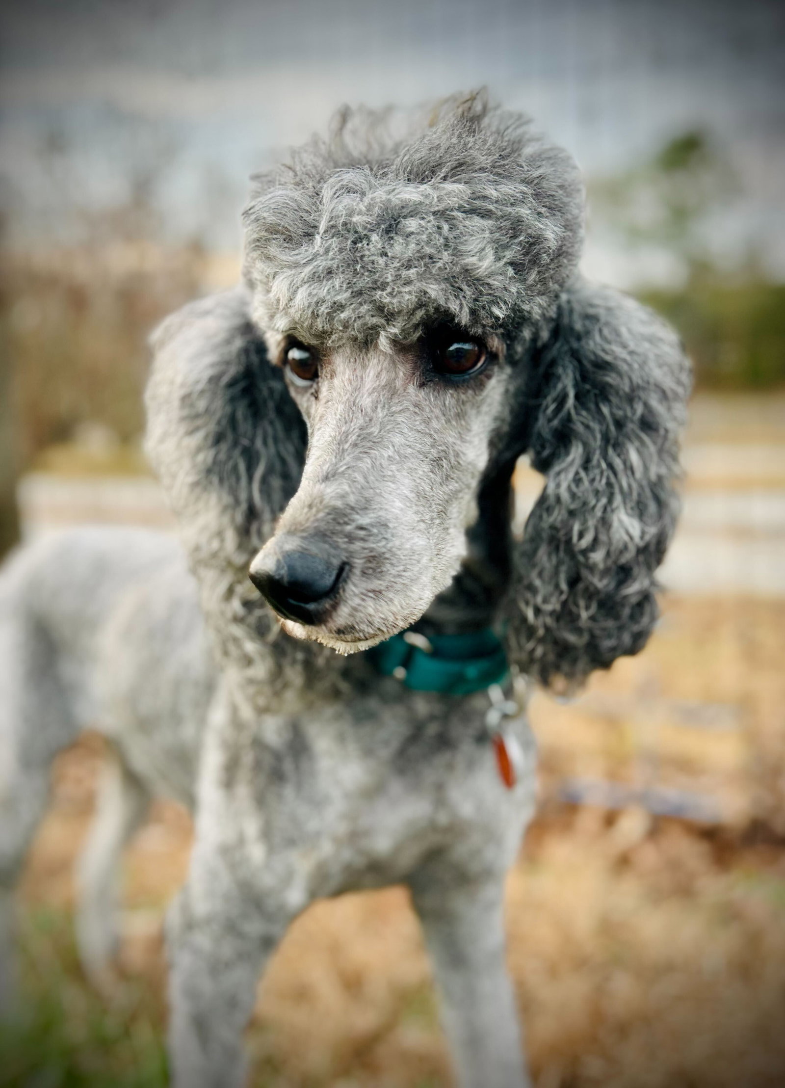 Photo 4 of 8 — Fancy Nov 25