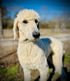 Remington Nov 25 - Photo 2