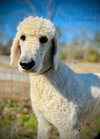 Remington Nov 25 - Photo 3