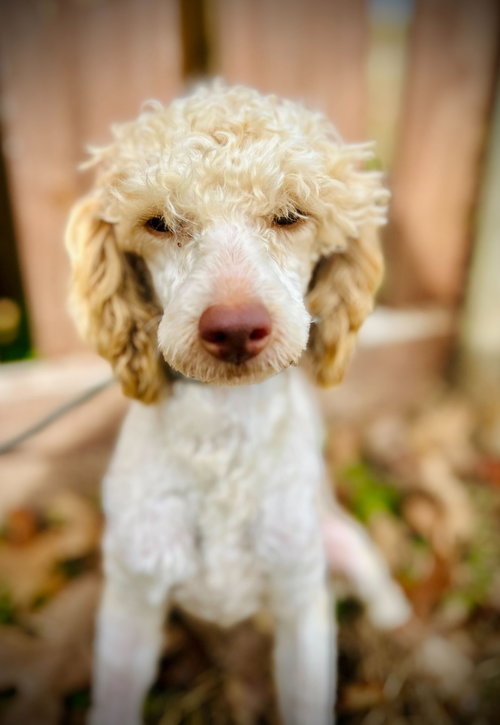 LEMON NOV 25 - Poodle (Toy) available for adoption