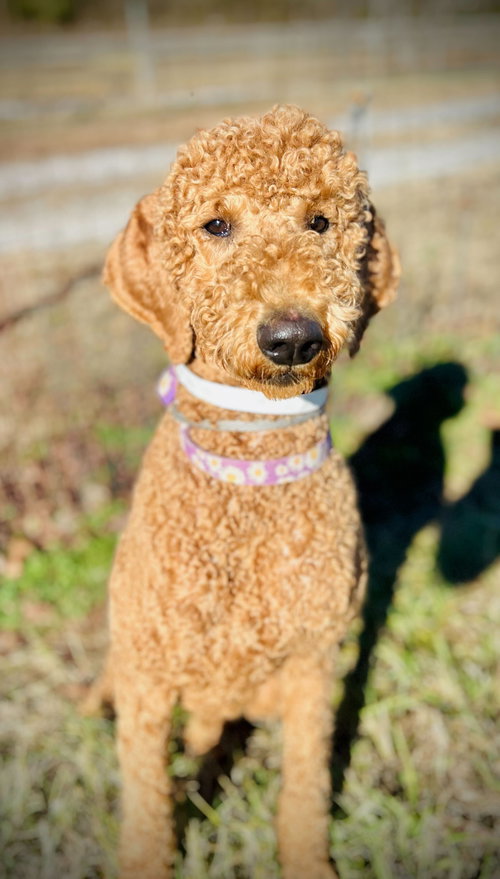 LILAC NOV 25 - Poodle (Standard) / Golden Retriever available for adoption
