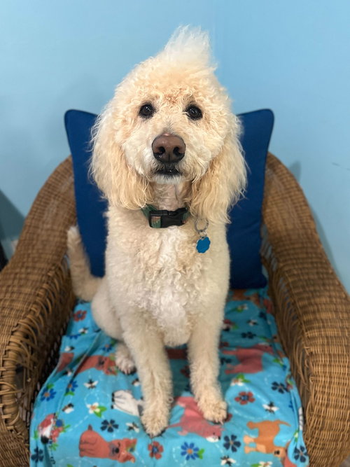 ELVIS NOV 25 - Poodle (Standard) / Golden Retriever available for adoption
