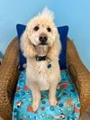 Elvis Nov 25 - Photo 2