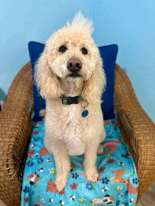 ELVIS NOV 25 - Poodle (Standard) / Golden Retriever available for adoption
