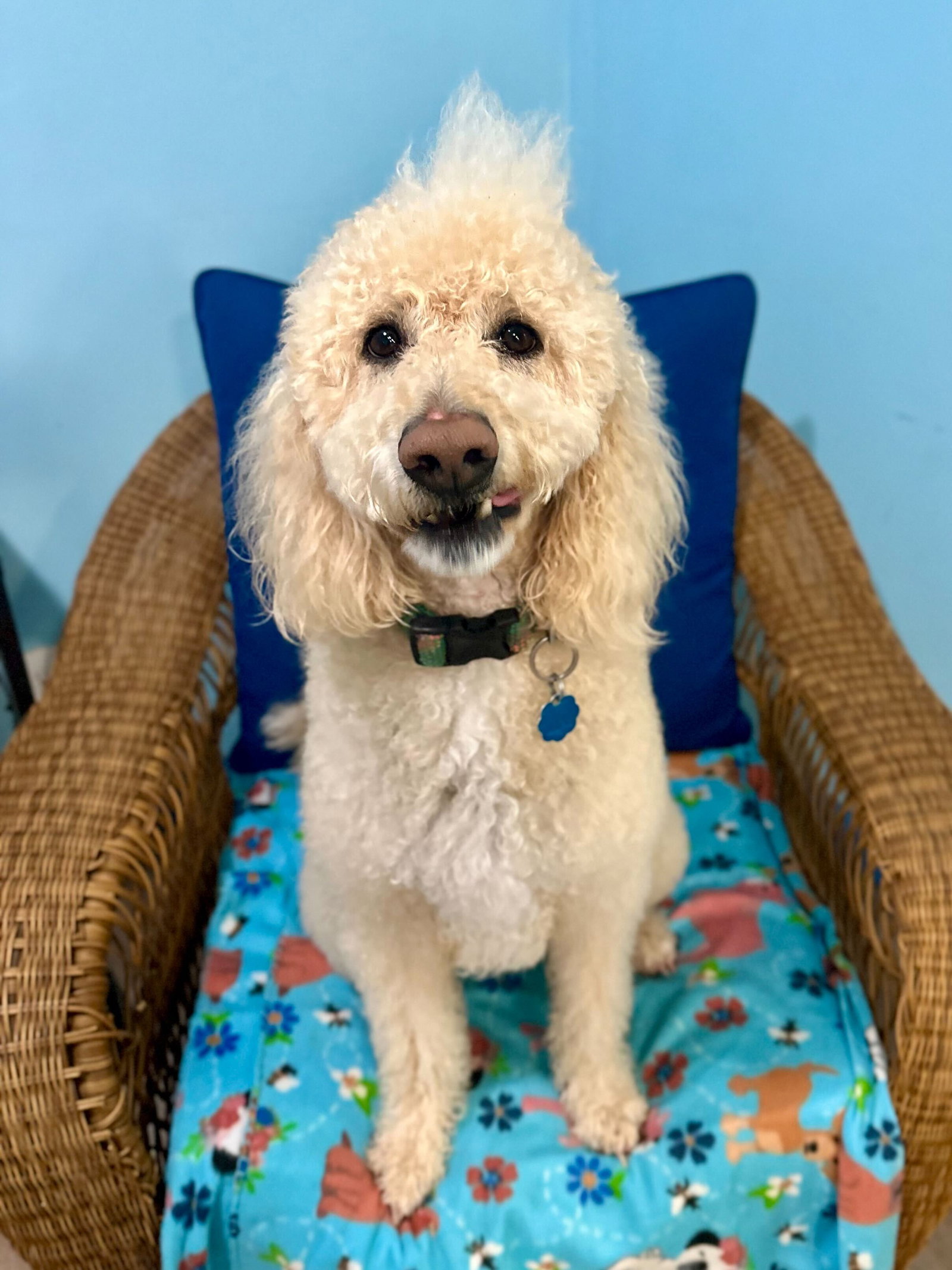 Dog Image