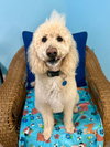 Elvis Nov 25 - Photo 3