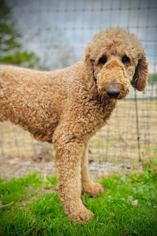 SUNSHINE OF EARL NOV 25 - Poodle (Standard) / Labrador Retriever available for adoption