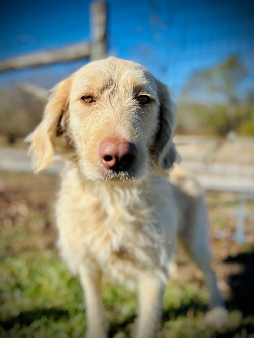 HONEY OF EARL NOV 25 - Poodle (Standard) / Labrador Retriever available for adoption