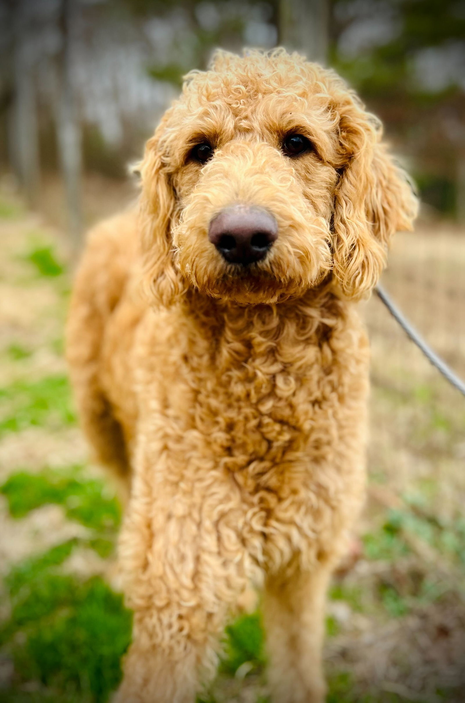 Ginger of Earl Nov 25 Image