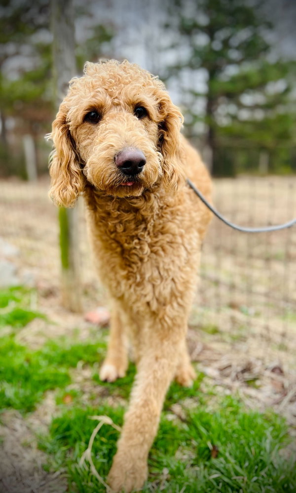 Ginger of Earl Nov 25
