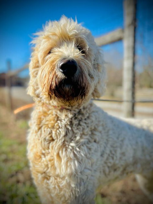 LILY OF EARL NOV 25 - Poodle (Standard) / Labrador Retriever available for adoption
