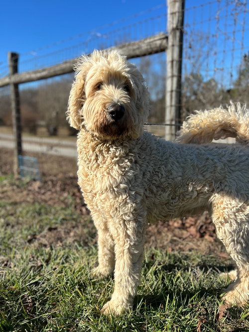 LILY OF EARL NOV 25 - Poodle (Standard) / Labrador Retriever available for adoption