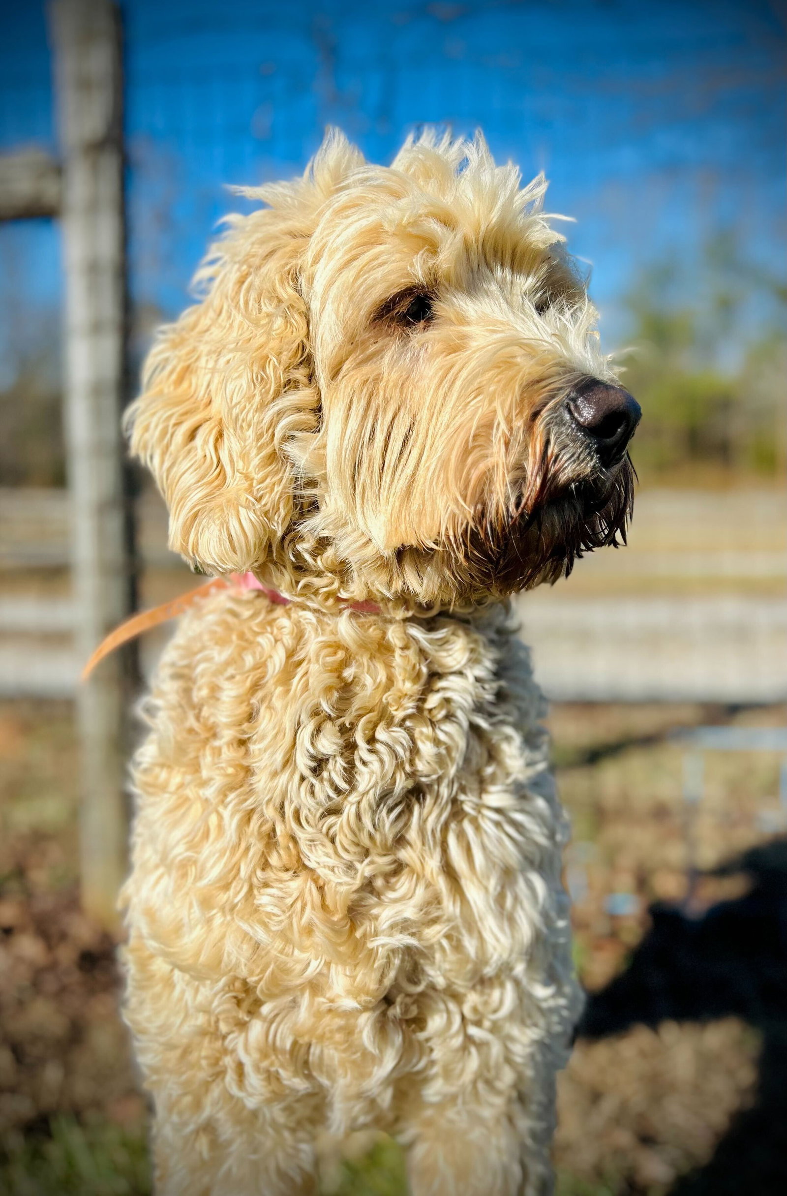 Dog Image