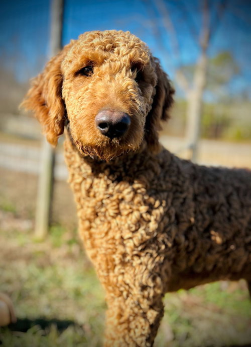 RED OF EARL NOV 25 - Poodle (Standard) available for adoption
