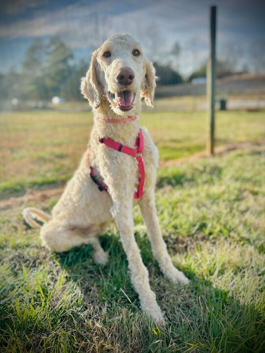Fiyero Dec 25 Image