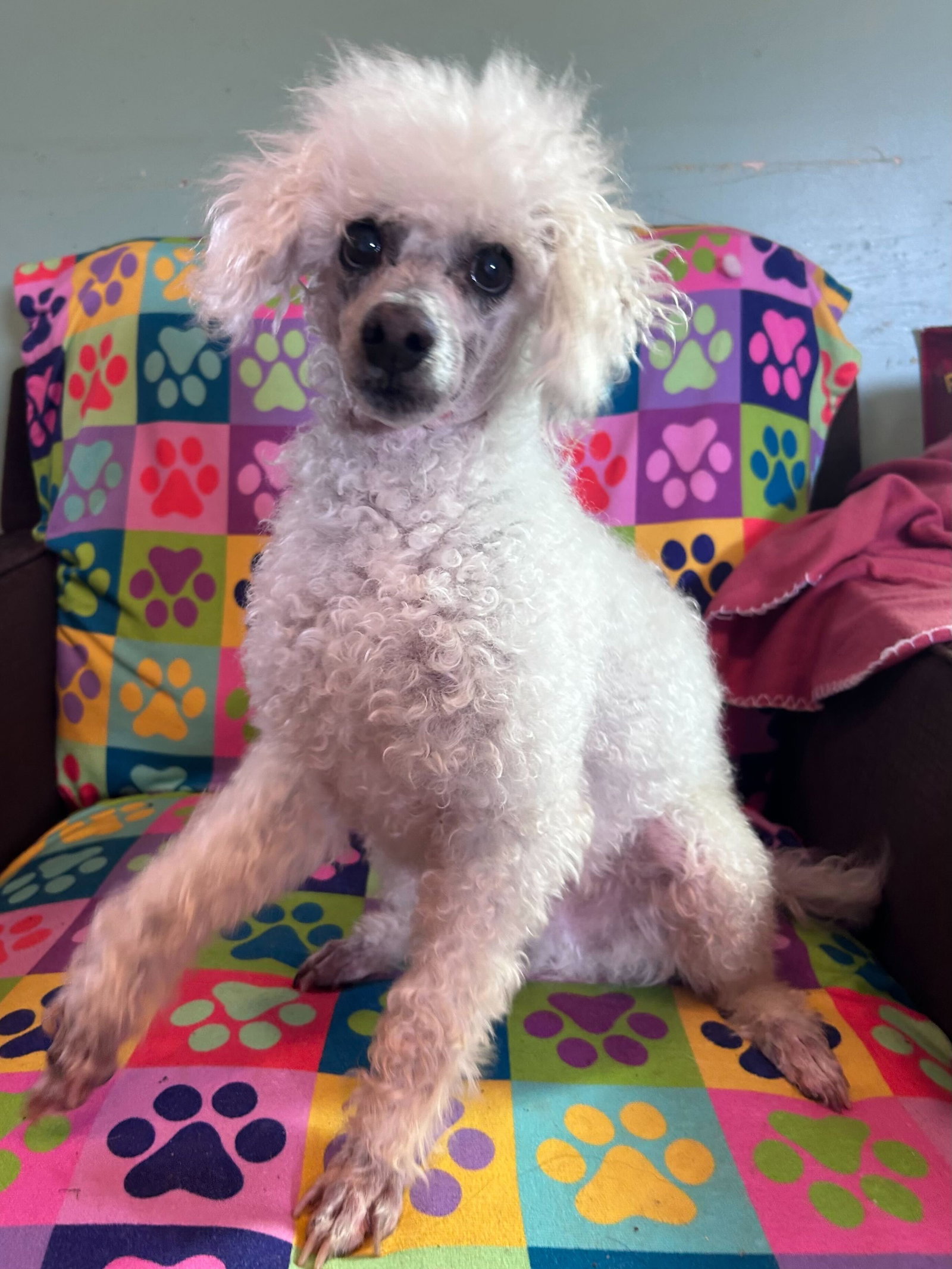 Dog Image