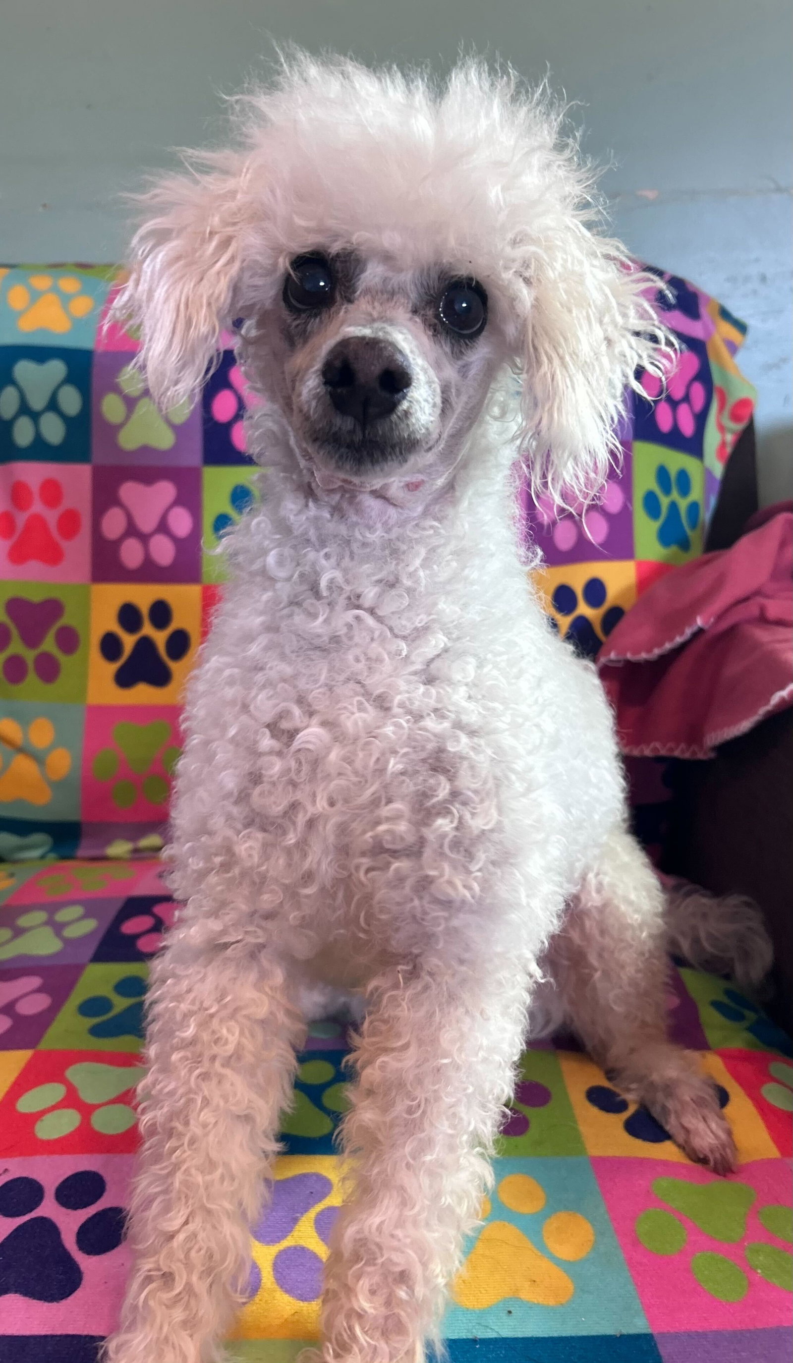 Dog Image