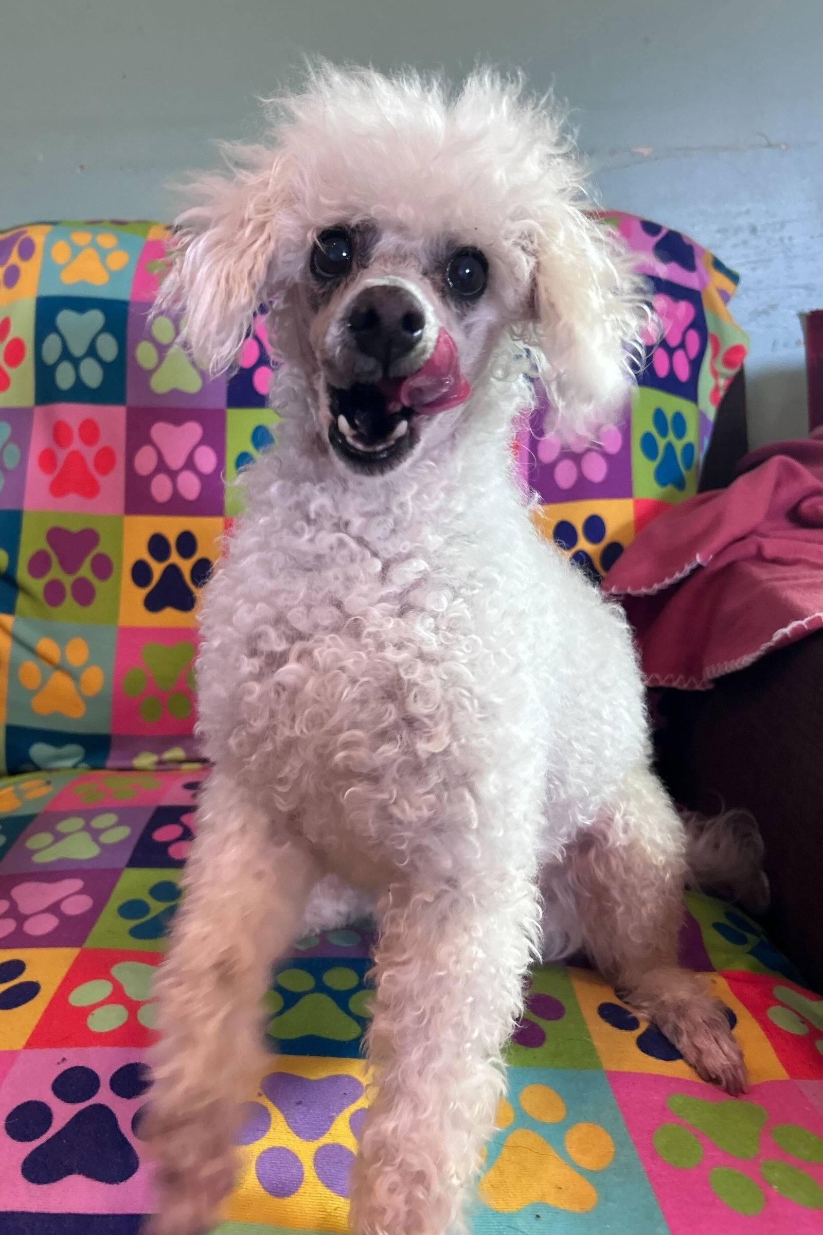 Dog Image