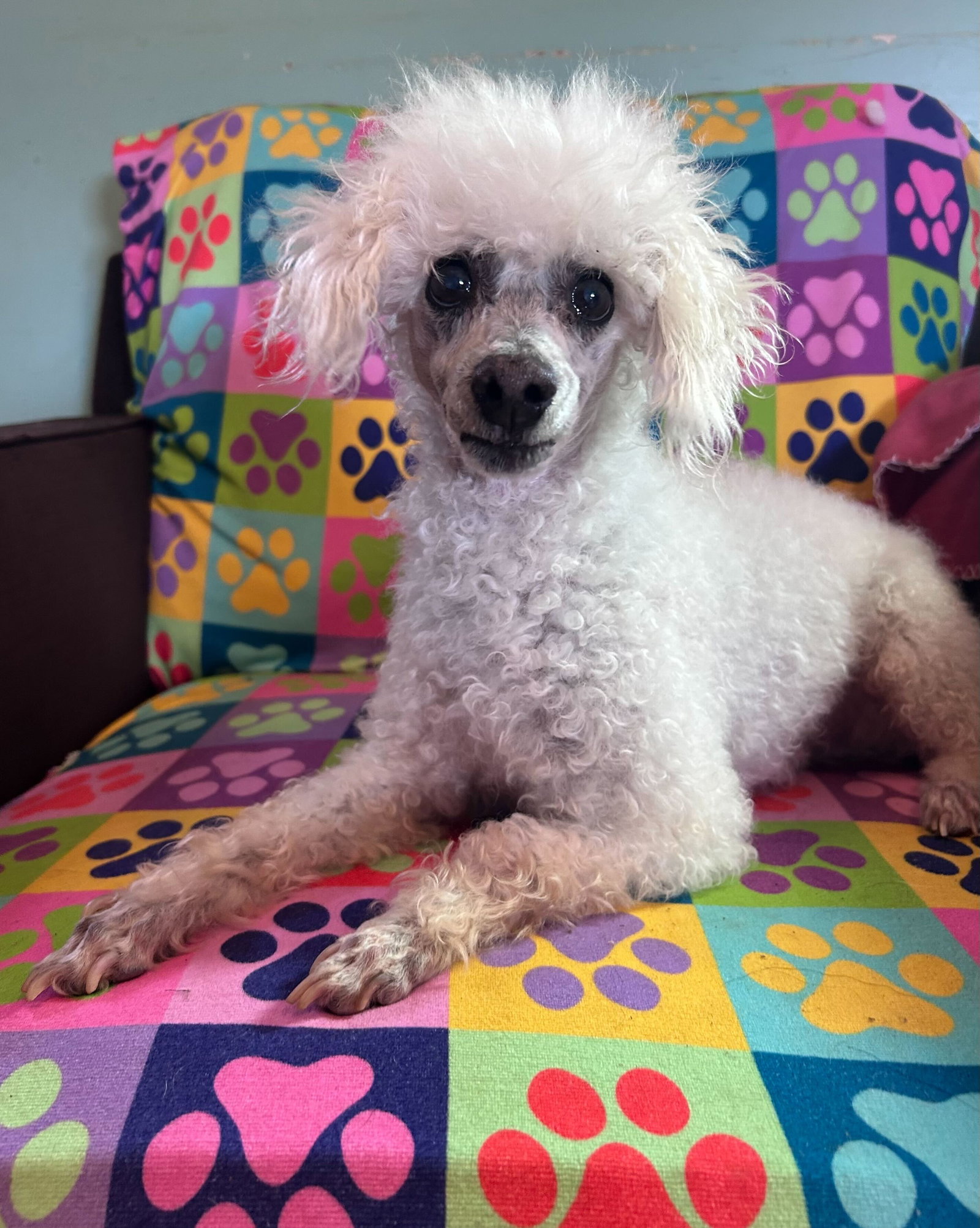 Dog Image