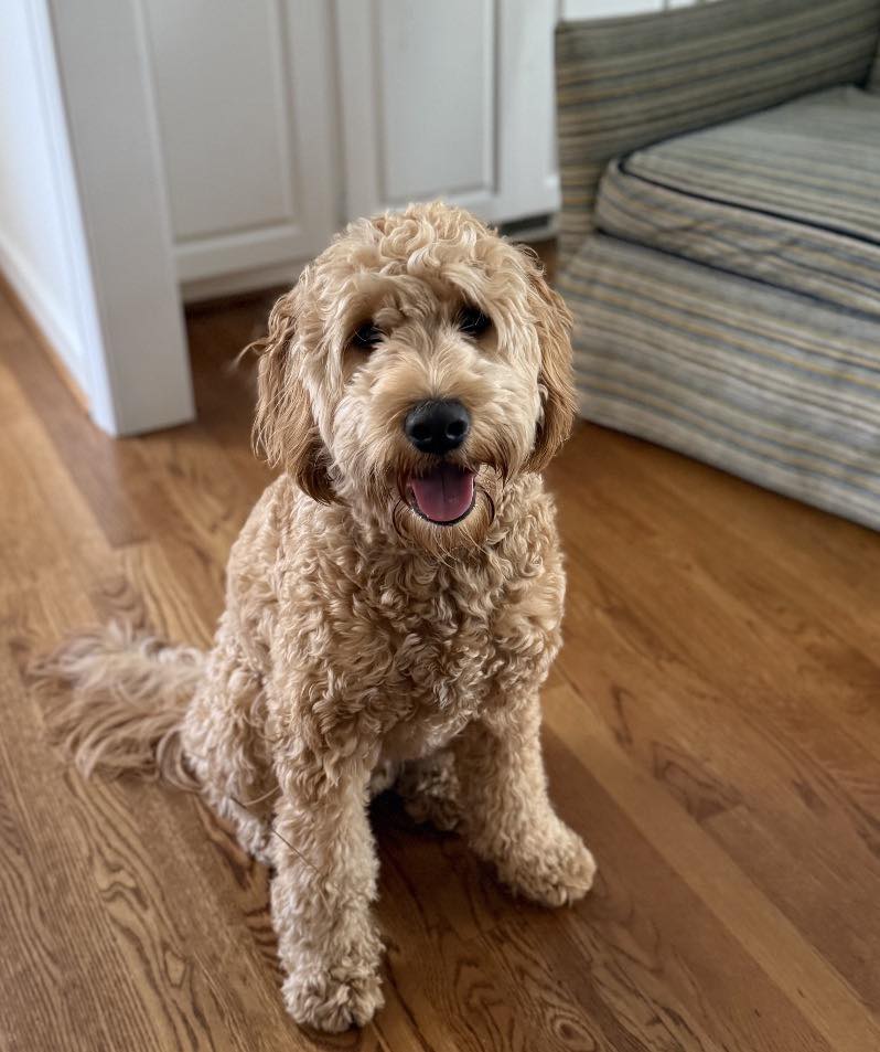 Dog Image