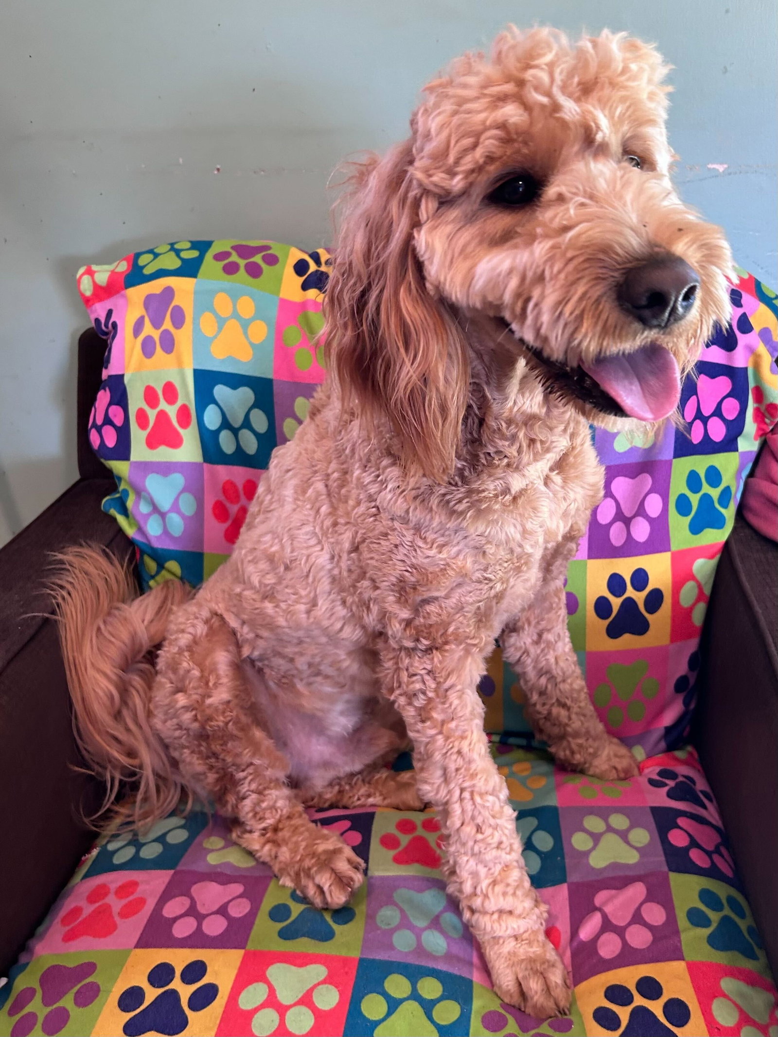Dog Image