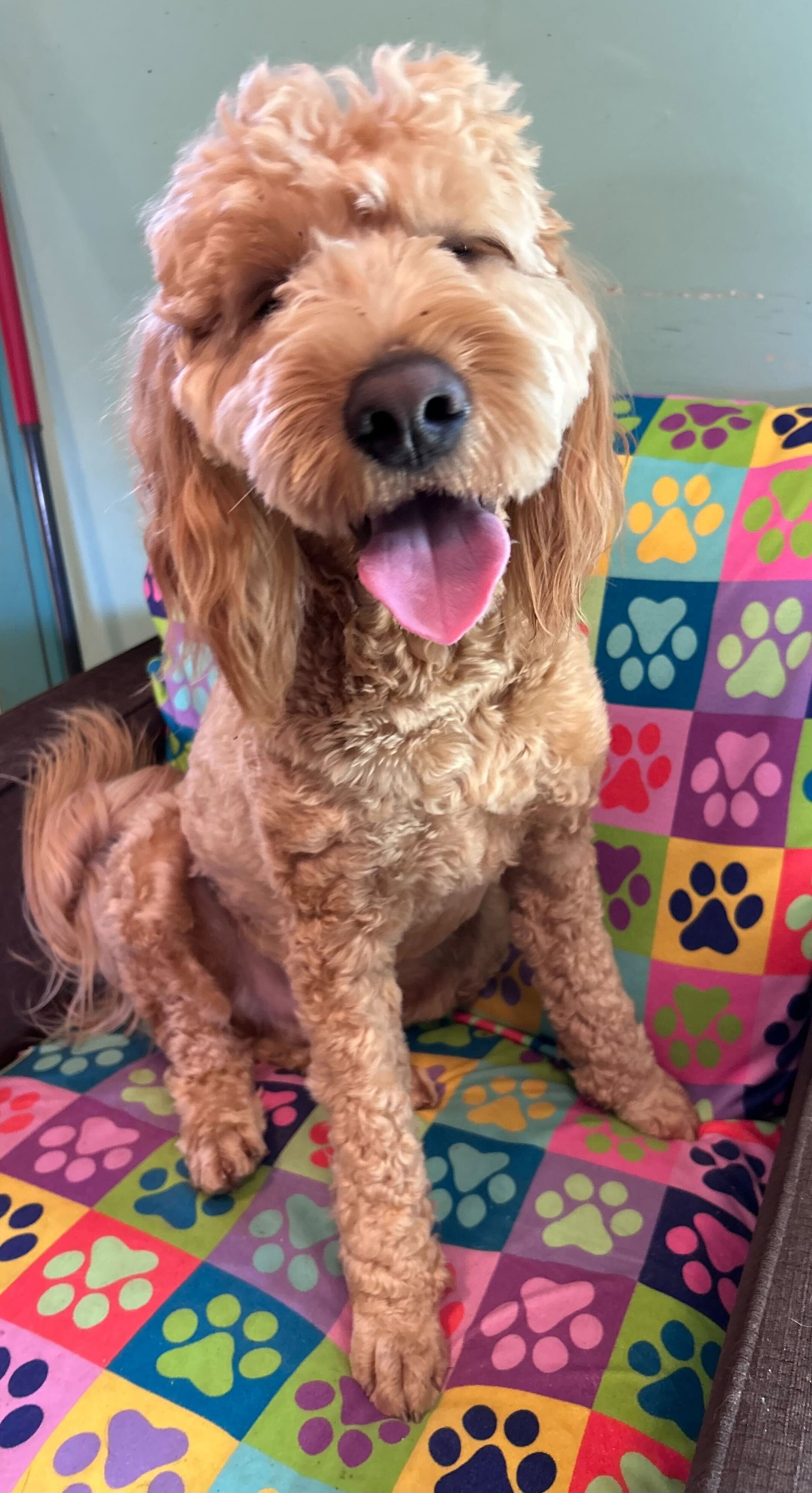 <strong> Hank Dec 25</strong> <br/> <small>Golden Retriever / Poodle (Standard) / Mixed (long coat)</small>