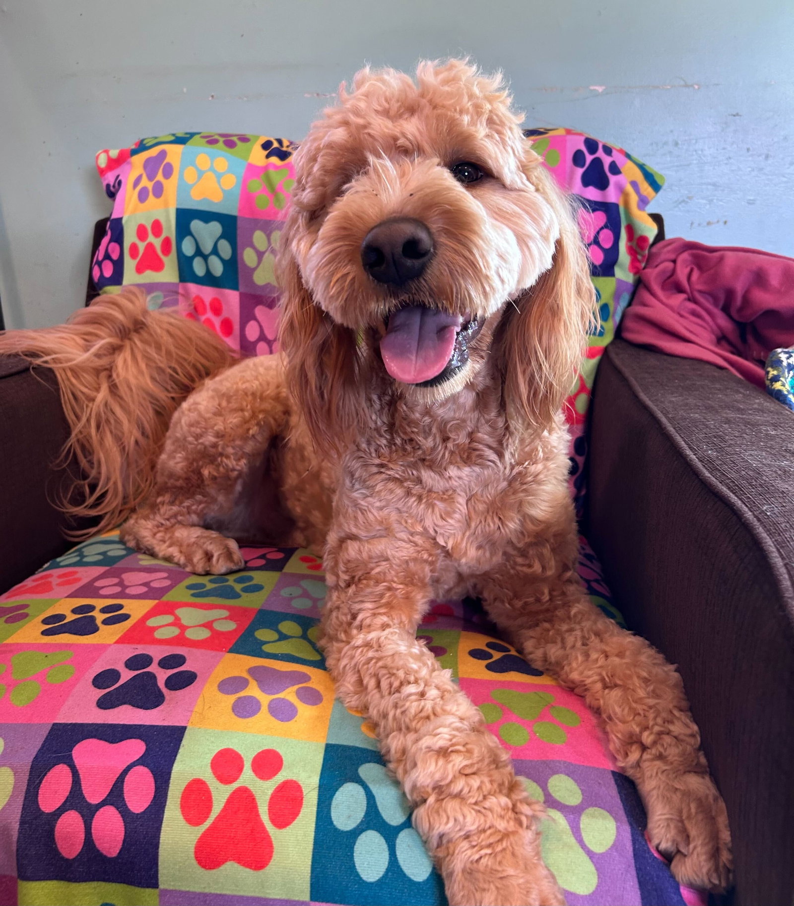 Dog Image