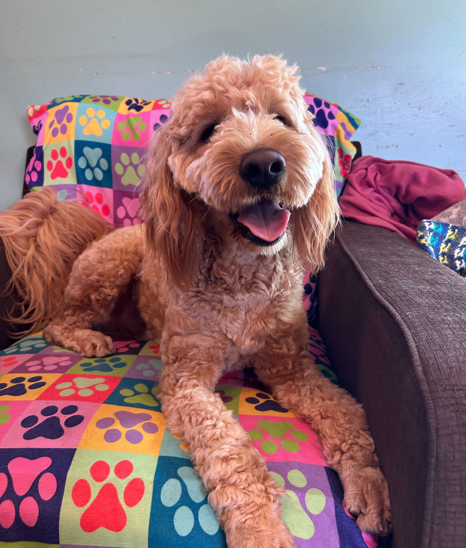 Dog Image