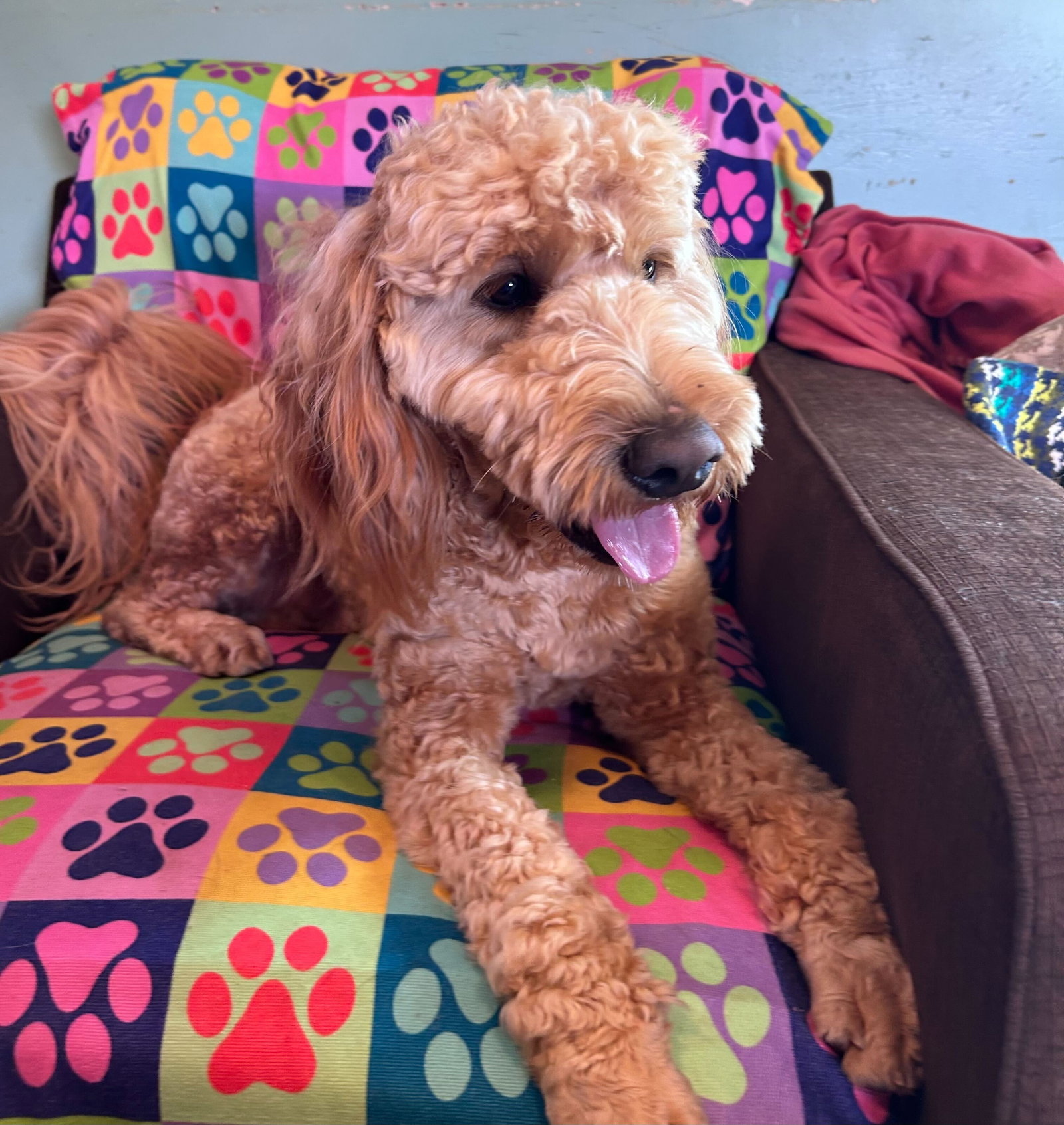 Dog Image
