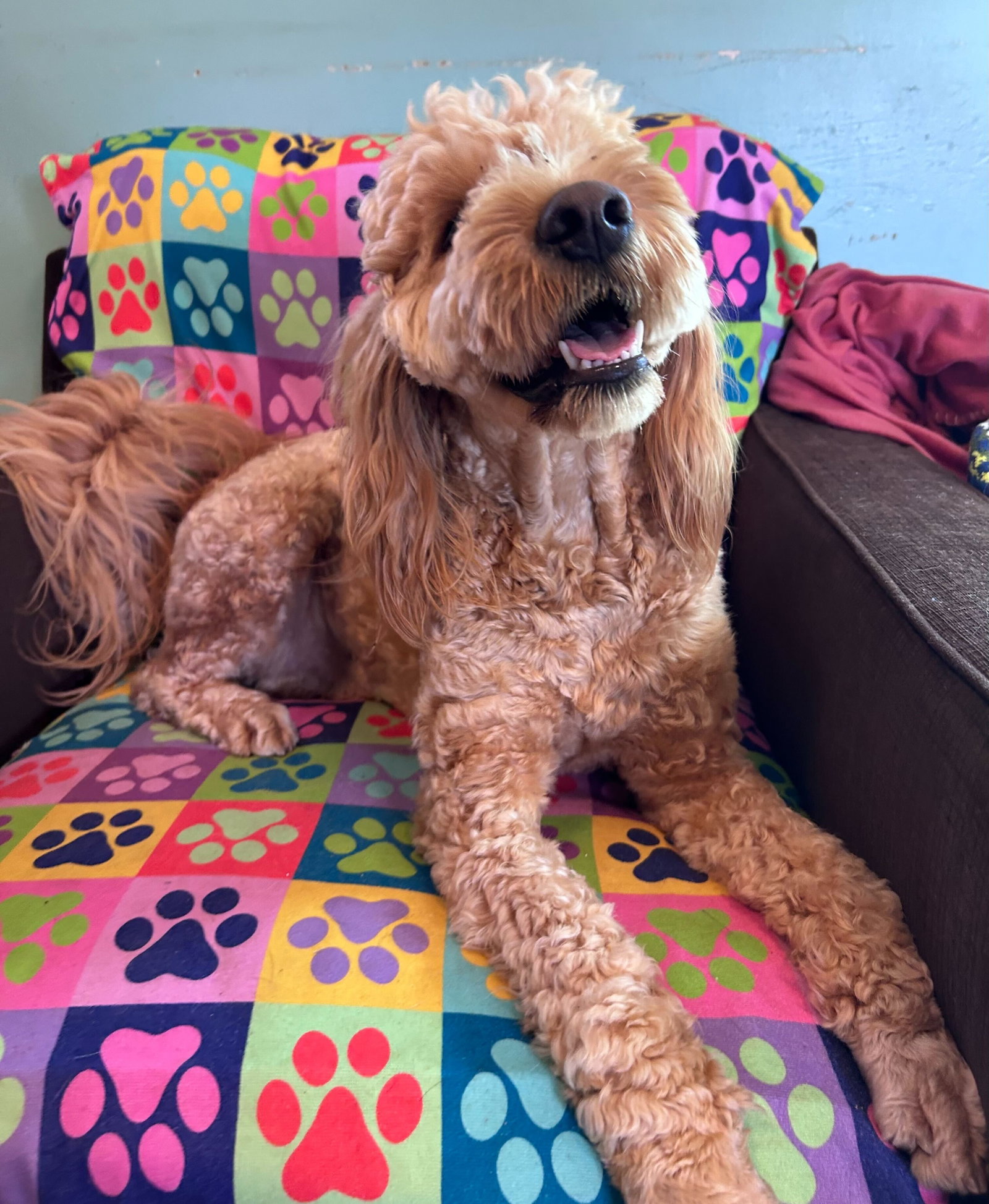 Dog Image