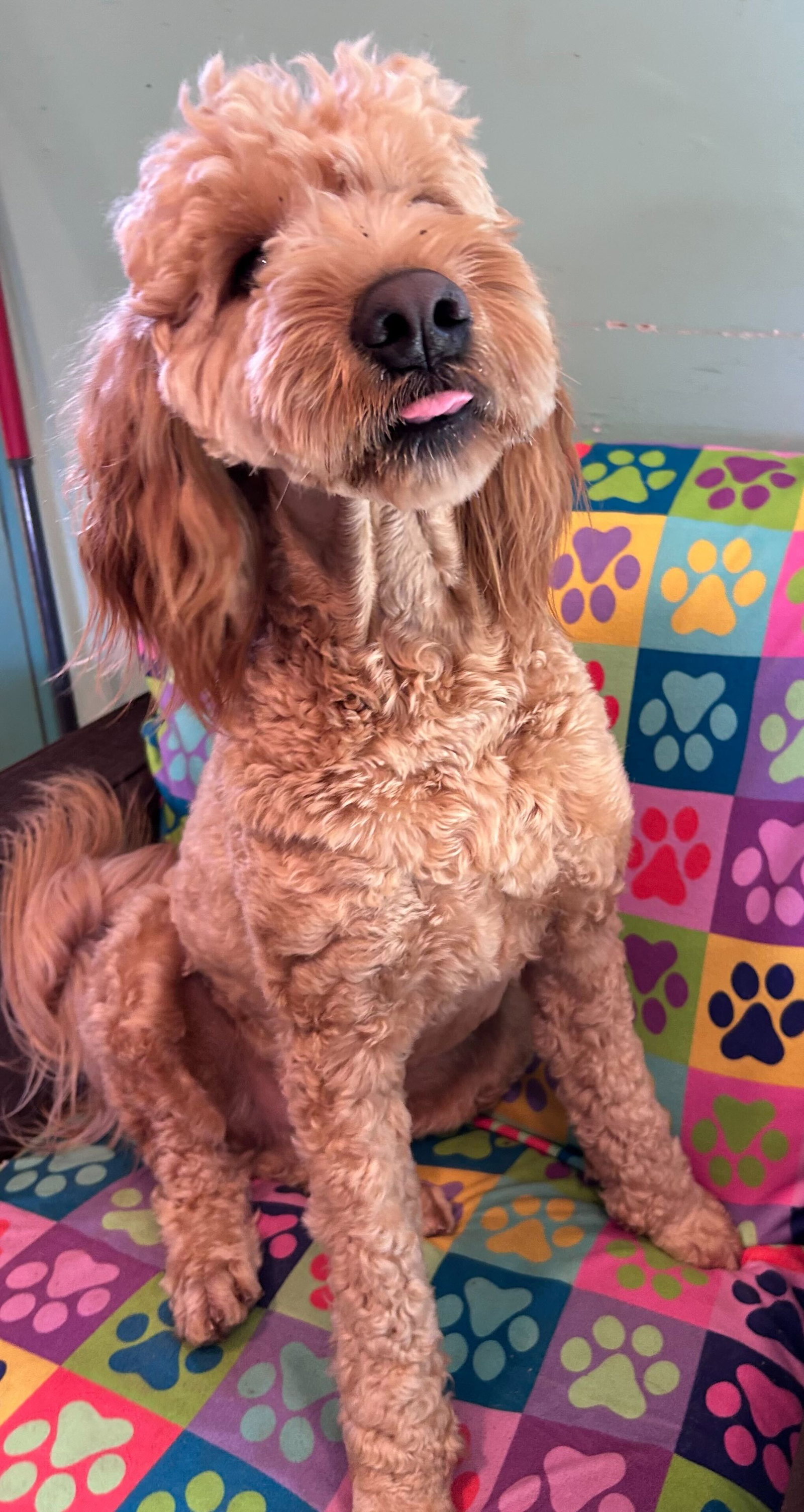 Dog Image