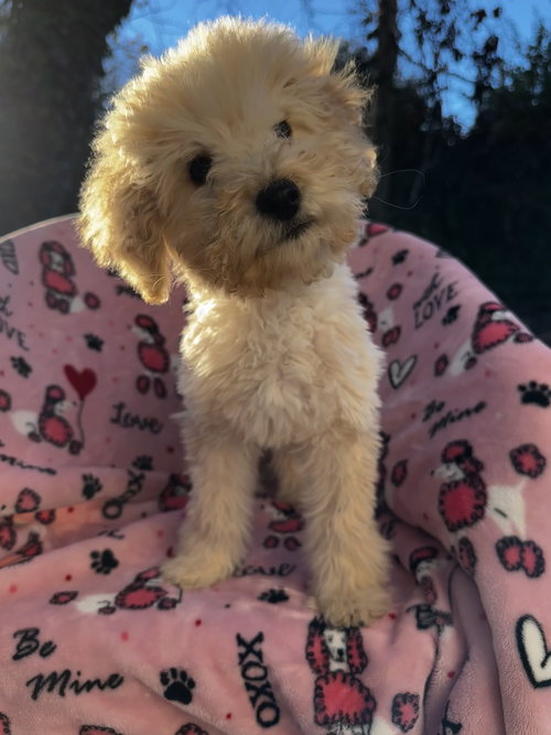 SUNFLOWER DEC 25 - Poodle (Miniature) / Poodle (Standard) available for adoption