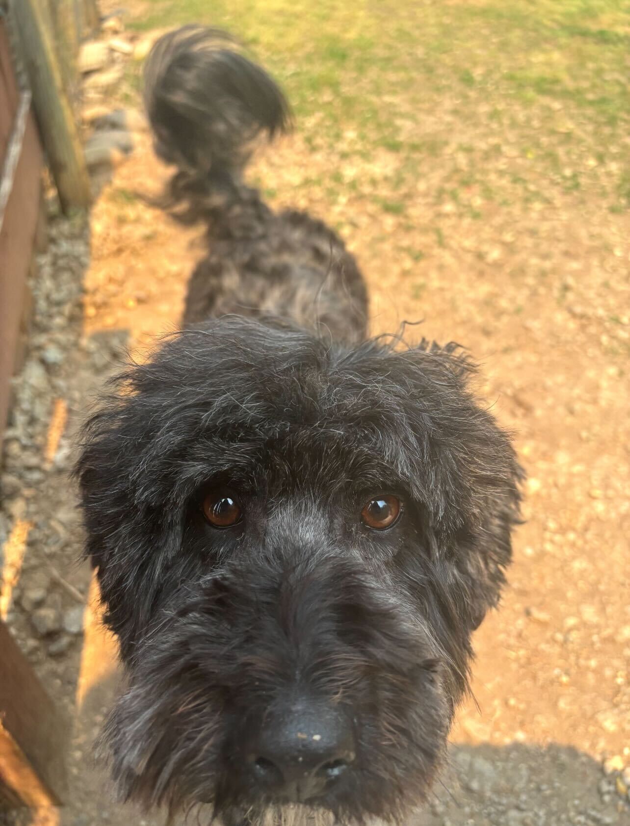 Photo 4 of 5 — Samford Dec 25 - An SOS Dog