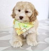 Huxley Dec 25 - In Foster in Raleigh, NC - Photo 1