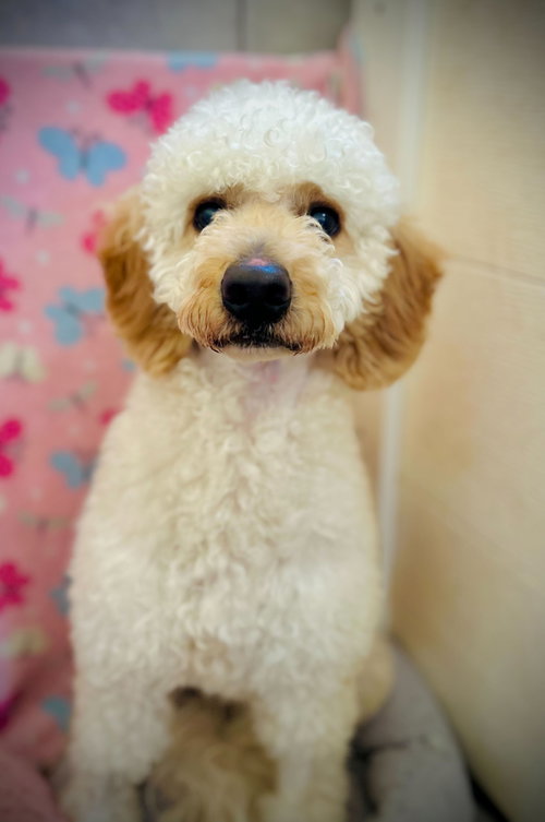 picture of the dog needing adoption