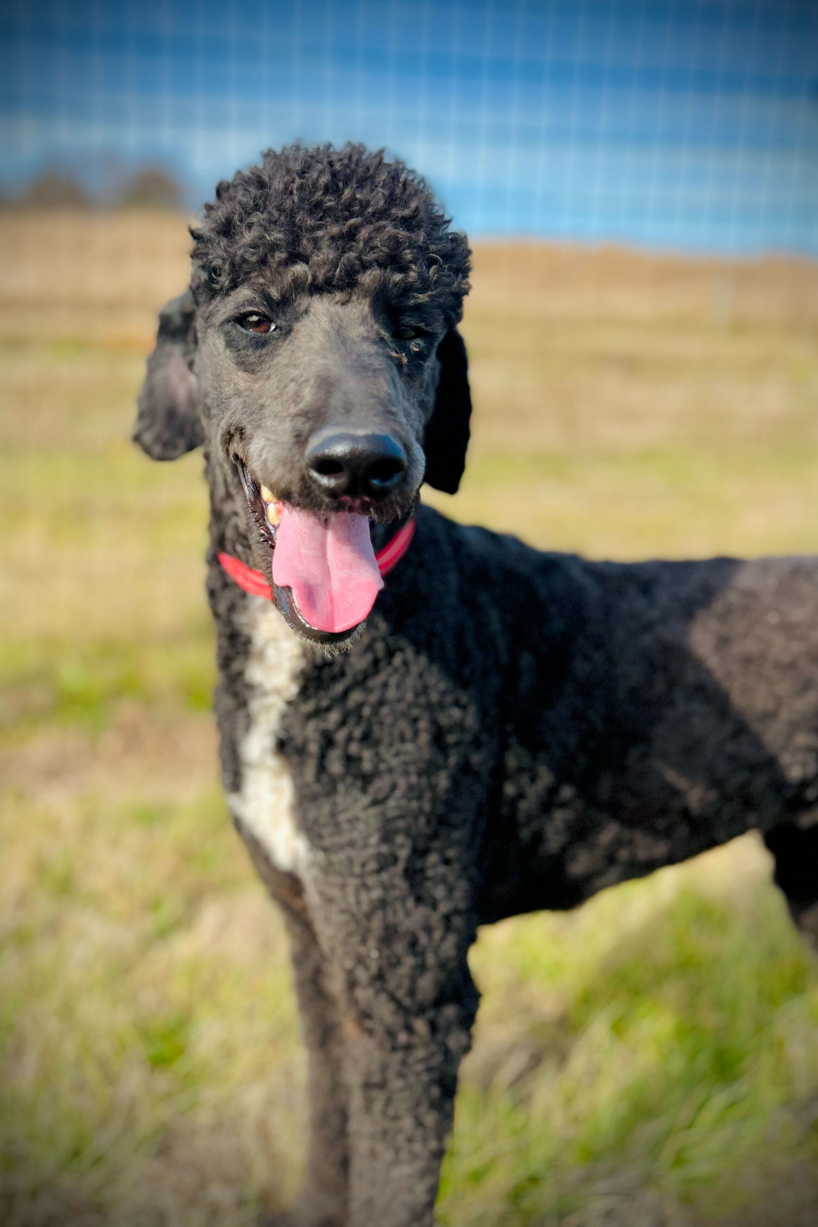 Dog Image