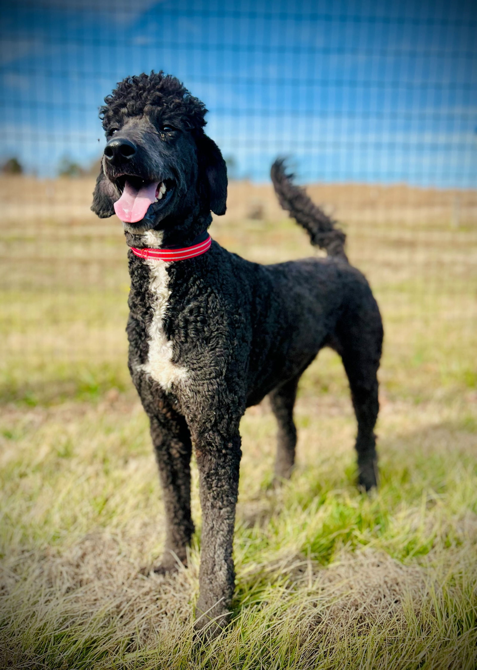 Dog Image